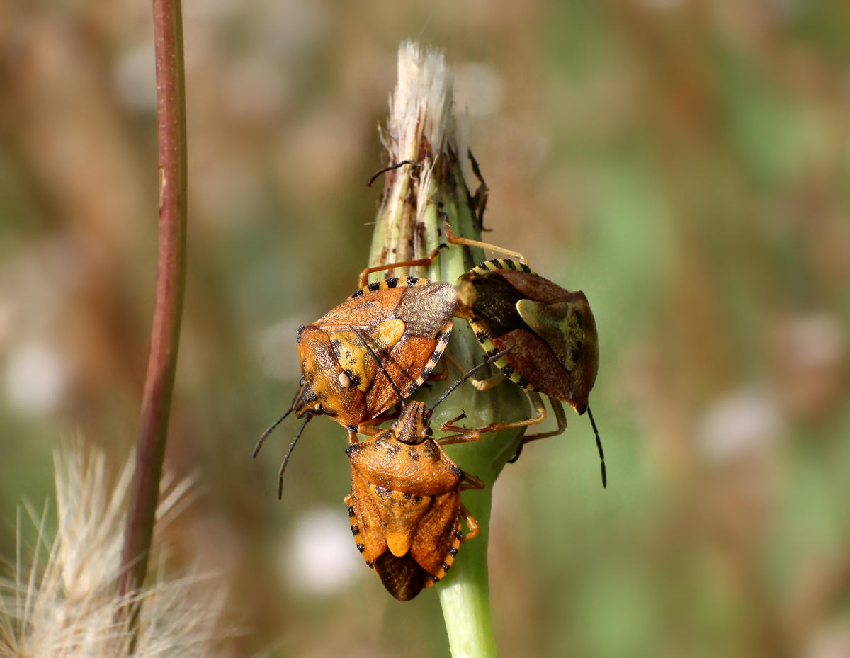 Carpocoris purpureipennis  - e il terzo che ci fa ?